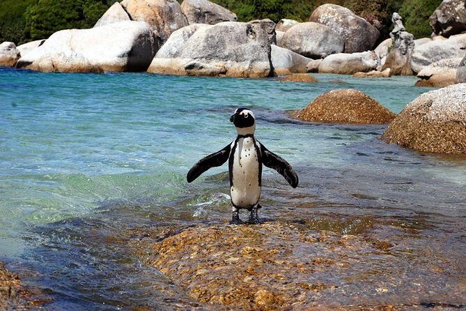 Cape Town: Cape Peninsula Private Tour Full Day - Boulders Beach Penguin Colony: the must-see stop that takes planning