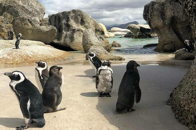 Cape Town: Cape Peninsula Private Tour Full Day - How the private format changes the whole day