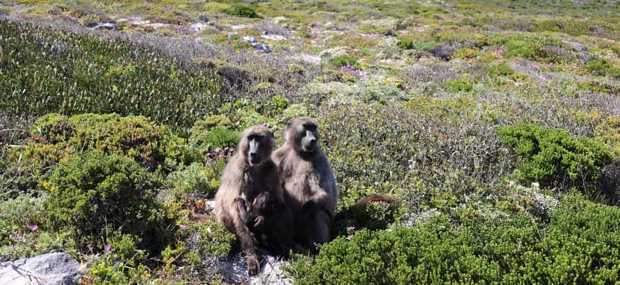 Cape Town: Cape Point & Boulders Beach Day Tour - Key Points at a Glance