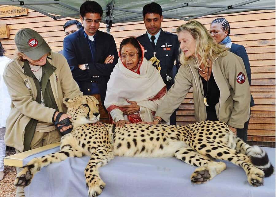 Cape Town: CHEETAH ENCOUNTER/WINE TESTING EXPERIENCE/LUNCH - Key points before you go