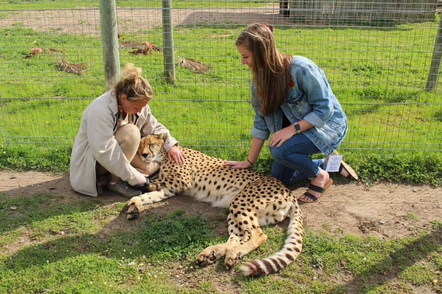 Cape Town: CHEETAH ENCOUNTER/WINE TESTING EXPERIENCE/LUNCH - A private Cape Town day that mixes big cats and the Cape Winelands