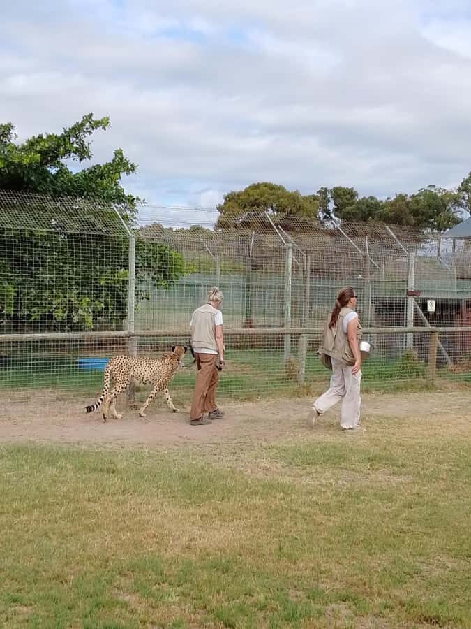 Cape Town: CHEETAH ENCOUNTER/WINE TESTING EXPERIENCE/LUNCH - Ernie Els Winery: big views, a warm tasting room, and the Big Easy connection
