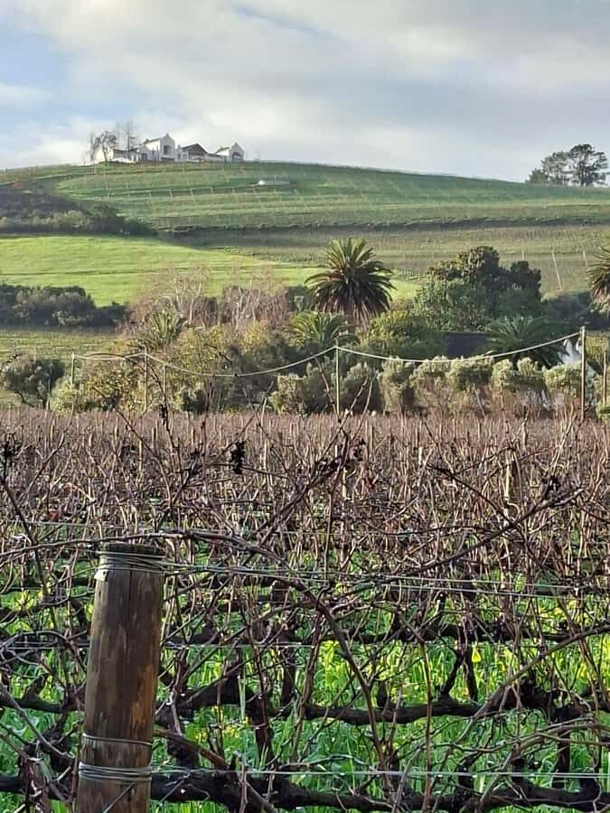 Cape Town: CHEETAH ENCOUNTER/WINE TESTING EXPERIENCE/LUNCH - Oldenburg Wine Estate: finishing the day with great views