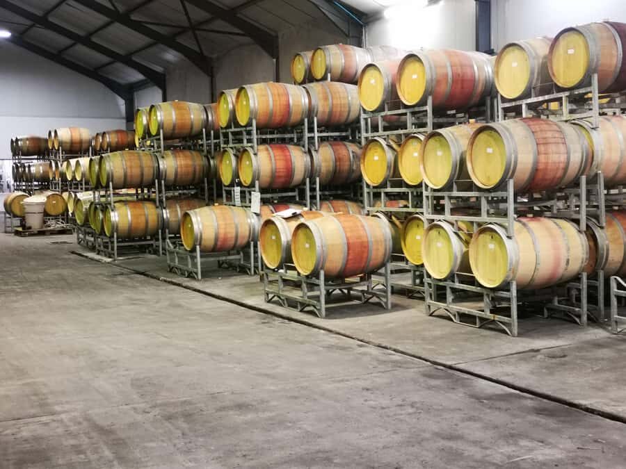 Cape Town: CHEETAH ENCOUNTER/WINE TESTING EXPERIENCE/LUNCH - Wine tasting fees and lunch are the real variables in your final cost