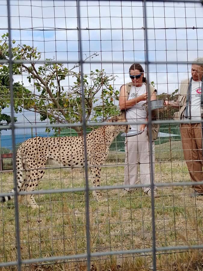Cape Town: CHEETAH ENCOUNTER/WINE TESTING EXPERIENCE/LUNCH - Price and logistics: why $112 can be a good deal