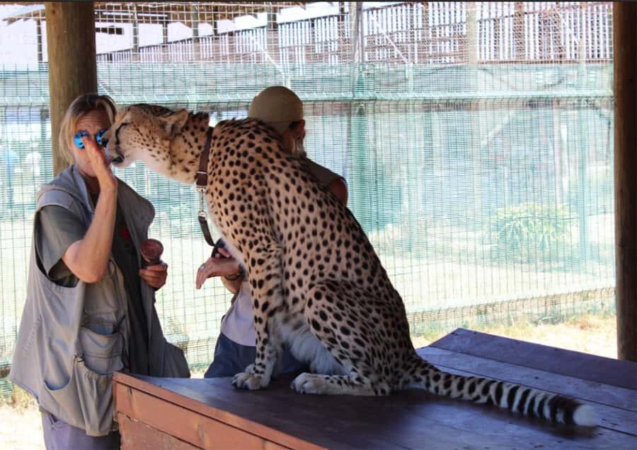 Cape Town: Cheetah Outreach and Winelands Day Tour - Key Things That Make This Day Tour Work