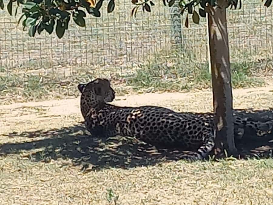 Cape Town: Cheetah Outreach and Winelands Day Tour - Timing and Comfort: The Private Day Tour Advantage