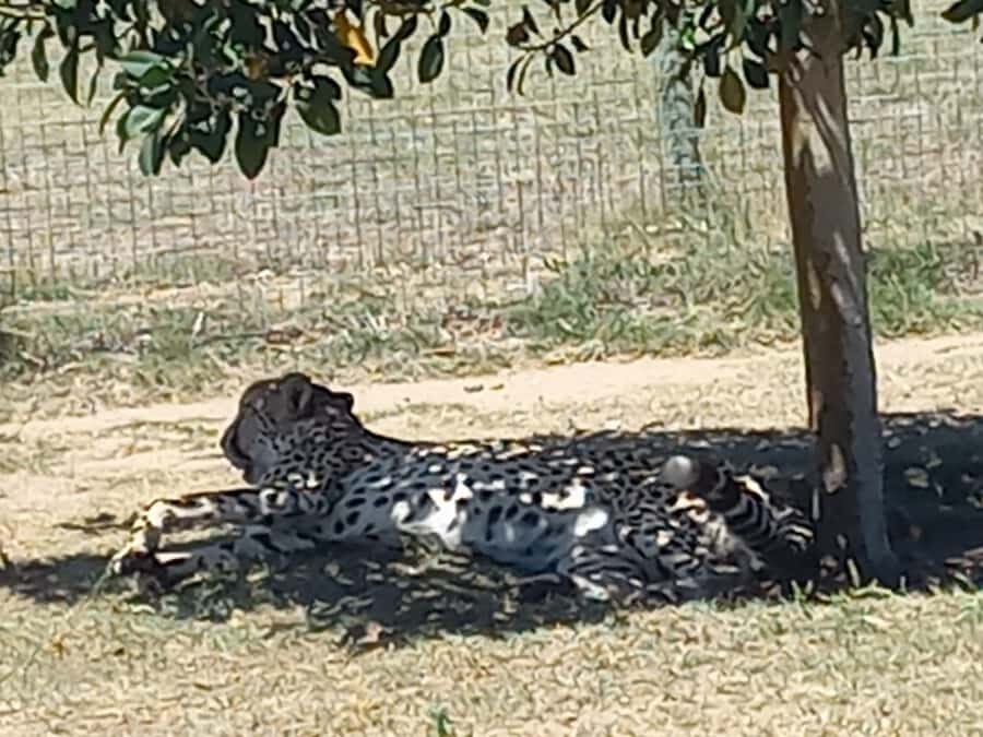 Cape Town: Cheetah Outreach and Winelands Day Tour - Price and Value: Is $155 a Fair Deal?