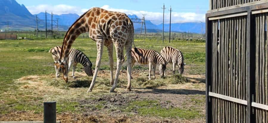 Cape Town: Cheetah Outreach, Giraffe Encounter & Wine Tour - A fair value check: is $218 worth it?