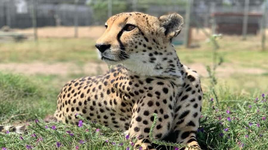 Cape Town: Cheetah Outreach, Giraffe Encounter & Wine Tour - Cape Town: how this 8-hour cheetah–giraffe–wine day actually fits together