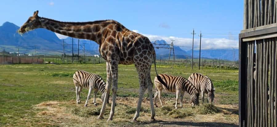 Cape Town: Cheetah Outreach, Giraffe Encounter & Wine Tour - Cheetah Outreach: conservation learning you can feel good about