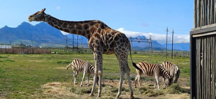 Cape Town: Cheetah Outreach, Giraffe Encounter & Wine Tour - Giraffe encounter: what you get, what to double-check, and how to prepare