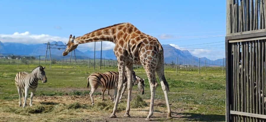 Cape Town: Cheetah Outreach, Giraffe Encounter & Wine Tour - Conservation-and-animal rules you should take seriously (and why)