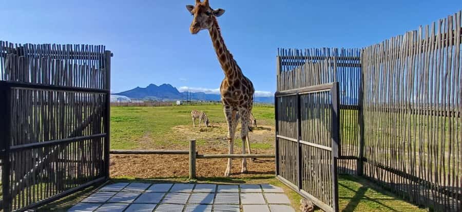 Cape Town: Cheetah Outreach, Giraffe Encounter & Wine Tour - Hotel pickup, bottled water, and why the logistics matter