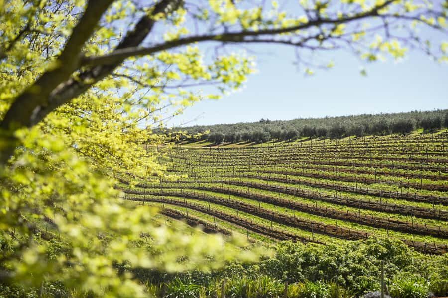 Cape Town: Constantia Half-Day Wine Tour & Tastings - Groot Constantia: where the day starts strong