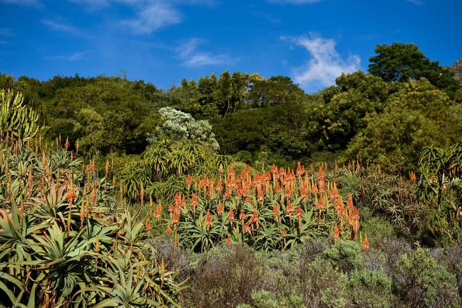 Cape Town: Constantia Half-Day Wine Tour & Tastings - Timing that keeps you relaxed (not rushed)