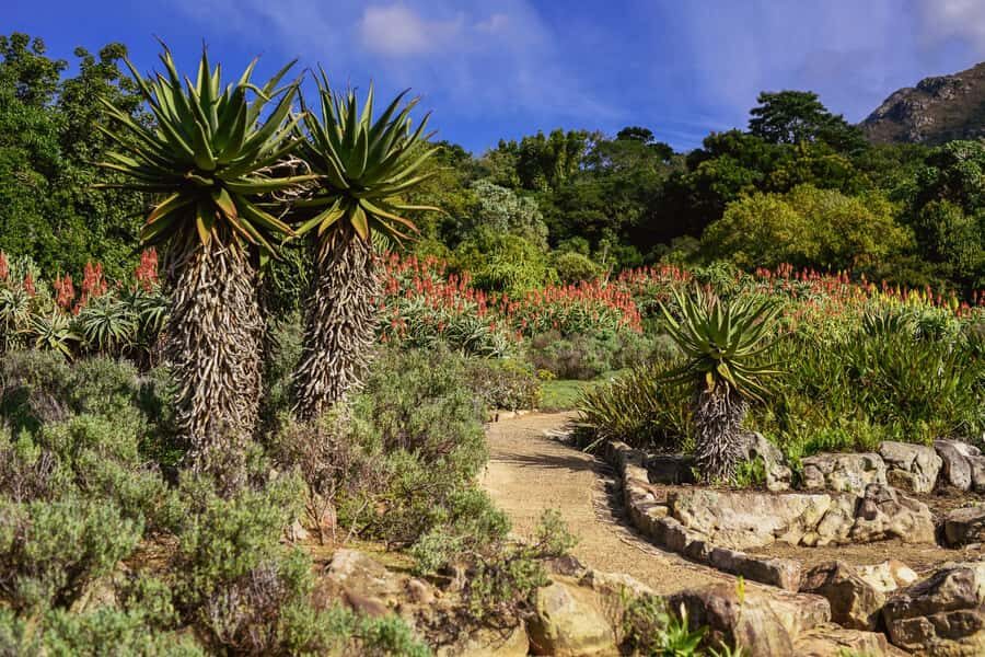 Cape Town: Constantia Half-Day Wine Tour & Tastings - Lunch, and why you should plan for it