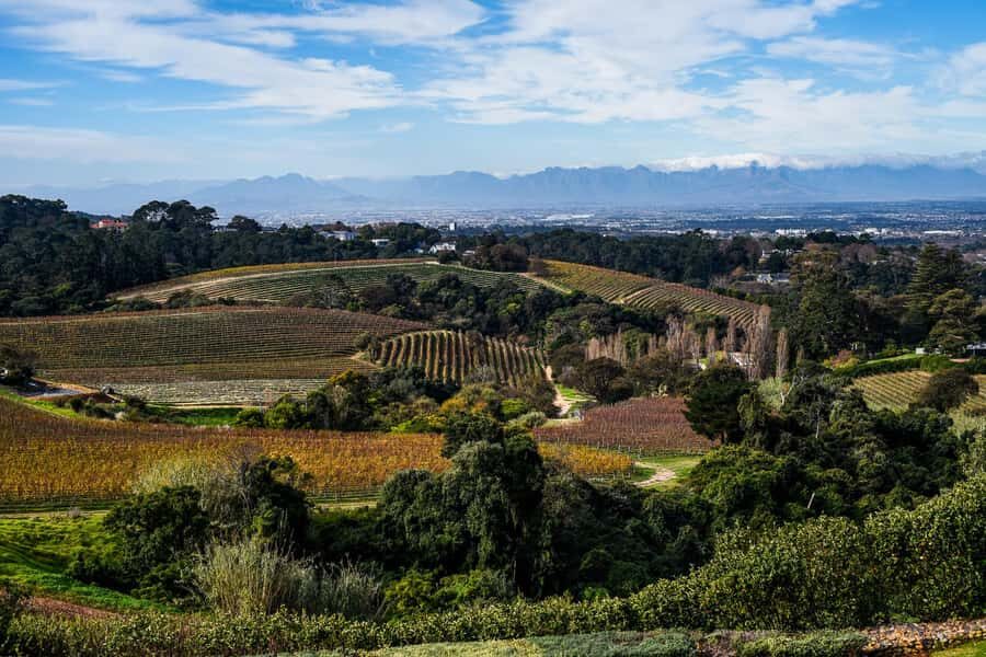 Cape Town: Constantia Half-Day Wine Tour & Tastings - Guides: the difference between tasting and learning