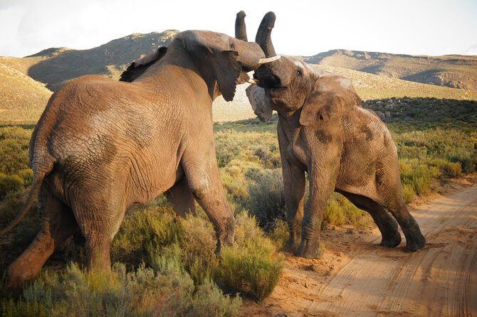 Cape Town Day Safari - Key highlights worth waking up for