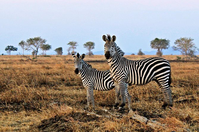 Cape Town Day Safari - Big Five chances, tempered by one honest safari reality