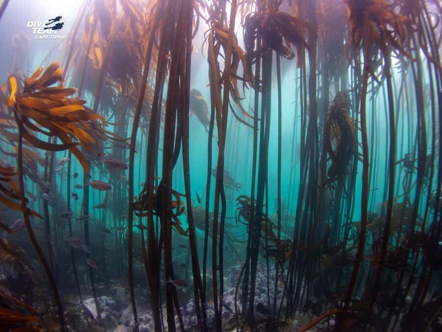 Cape Town: Discover Scuba Diving - 1 day experience - Safety briefing first: how it keeps the experience fun