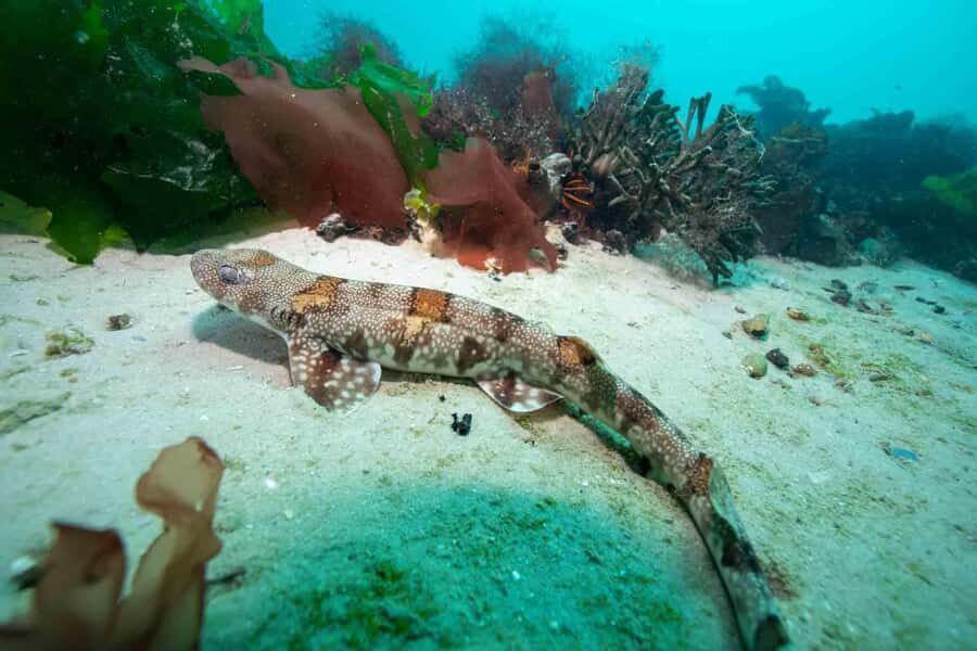 Cape Town: Discover Scuba Diving - 1 day experience - The guide matters more than people think