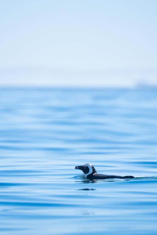 Cape Town: Dolphin & Ocean Wildlife Kayaking Adventure ⚓️ - Price and value: what $37 buys you in real terms