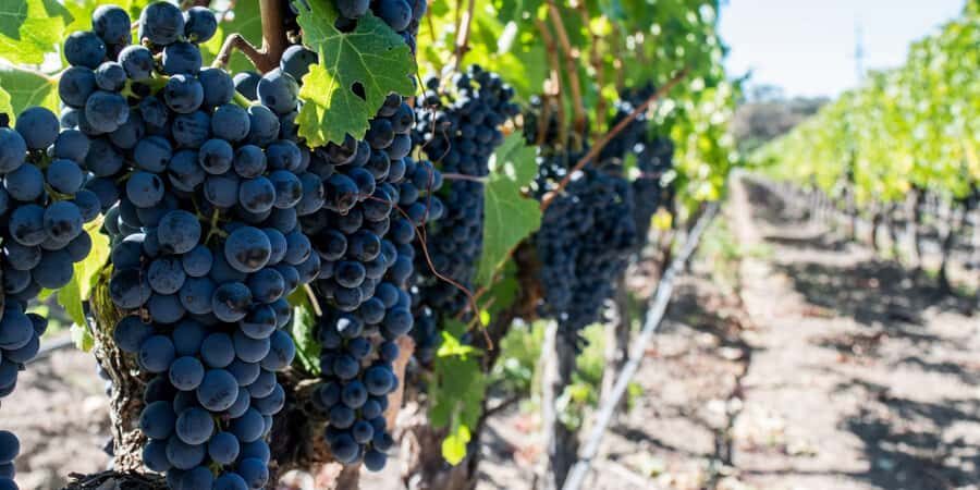 Cape Town: Franschhoek and Wine Tram Tour - Tokara Wine Estate: A Strong Start on the N2