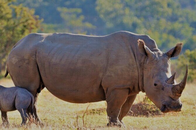 Cape Town Full Day Aquila reserve safari - Key highlights worth waking up for