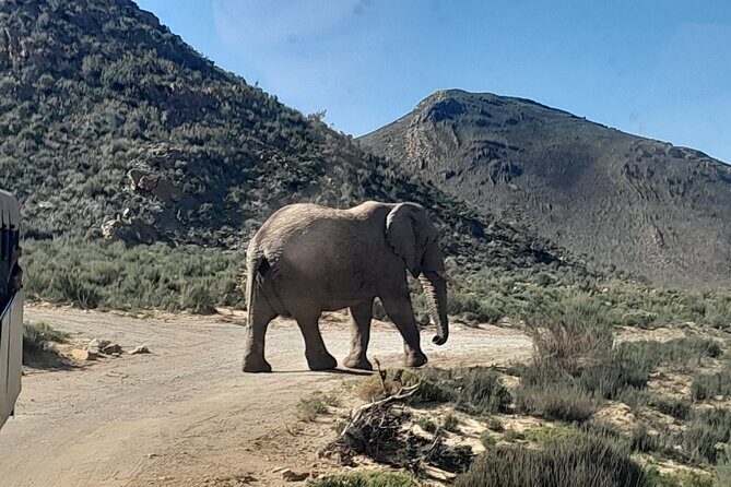 Cape Town Full Day Aquila reserve safari - Aquila in one day: what this safari really delivers