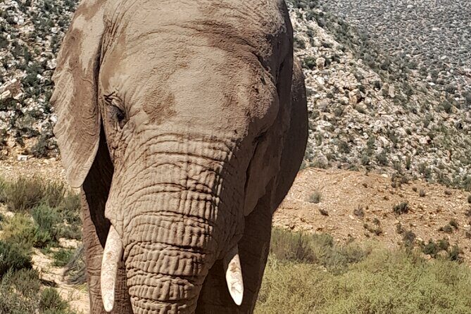 Cape Town Full Day Aquila reserve safari - Klein Karoo Ostrich Emporium: a useful stop, not filler