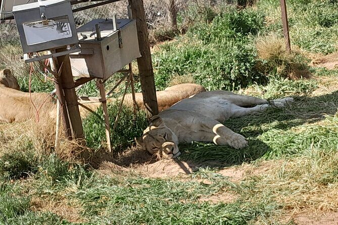 Cape Town Full Day Aquila reserve safari - Aquila Private Game Reserve: open-air 4x4 and your best Big Five shot