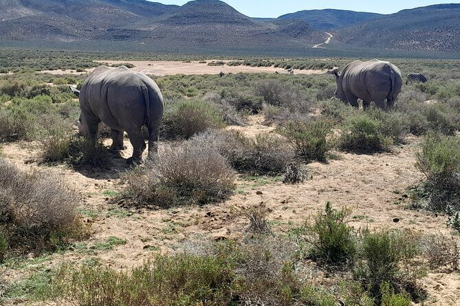 Cape Town Full Day Aquila reserve safari - Lunch, water, and WiFi: small comforts that matter on safari days