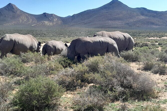 Cape Town Full Day Aquila reserve safari - Price and value: $313.58 for a full-day reserve experience