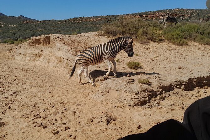 Cape Town Full Day Aquila reserve safari - Who should book Aquila, and who might prefer something else