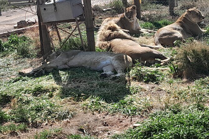 Cape Town Full Day Aquila reserve safari - Should you book? My practical take