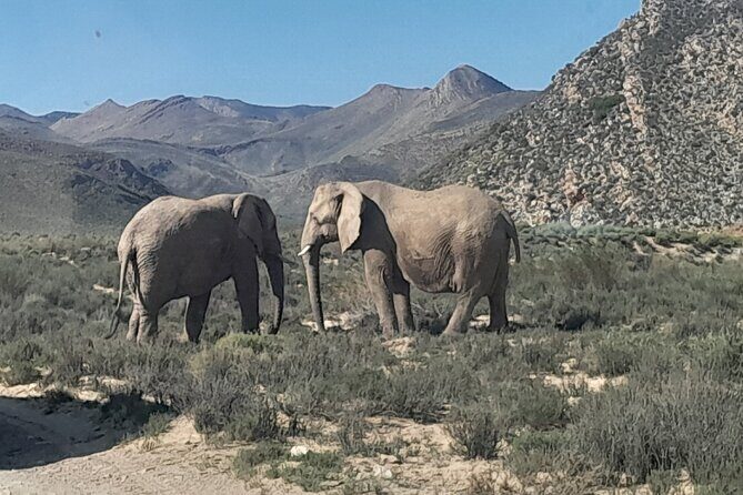 Cape Town Full Day Aquila reserve safari - Leaving Cape Town at 8:00 am: Breede River Valley + Ceres Mountain