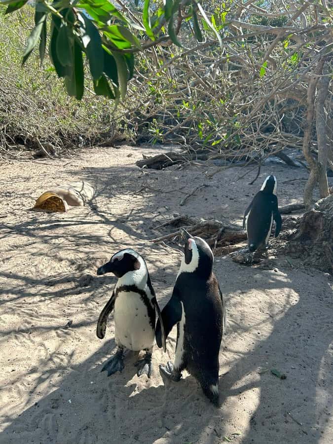 Cape Town: Full Day Cape of Good Hope with Penguins Tour - Simon’s Town and False Bay: A Scenic Return Route With Character
