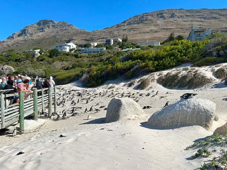 Cape Town: Full Day Cape of Good Hope with Penguins Tour - Time, Comfort, and What to Pack for Cape Wind