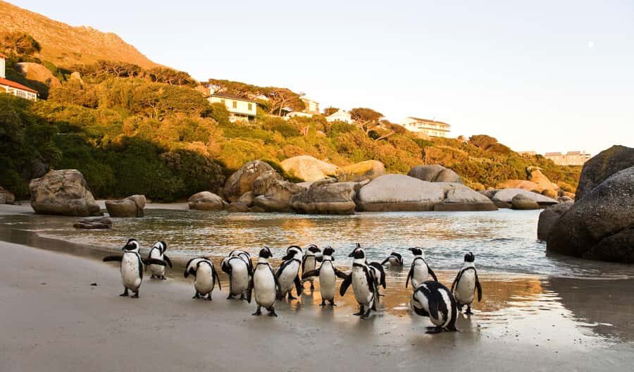 Cape Town: Full-Day Cape Peninsula and Penguins Tour - Key things worth knowing before you go