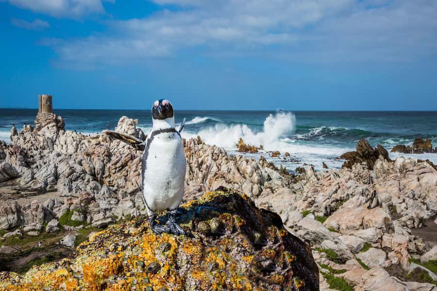 Cape Town: Full-Day Cape Peninsula and Penguins Tour - Bo-Kaap, Sea Point, and a coastline that starts fast