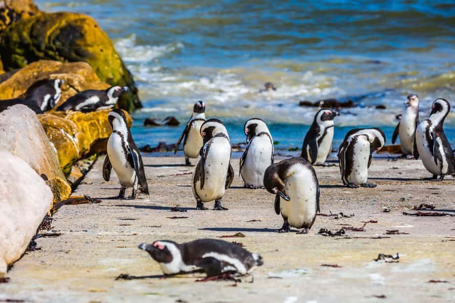 Cape Town: Full-Day Cape Peninsula and Penguins Tour - Camps Bay vibes and Hout Bay’s working harbor feel