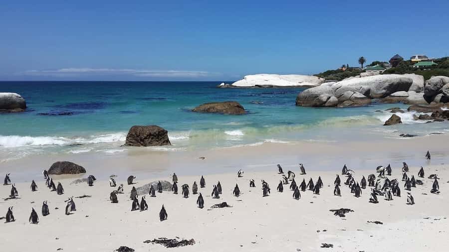 Cape Town: Full-Day Cape Peninsula Tour & Penguin Beach - Hout Bay seals: Seal Island by ferry (an optional cost worth considering)