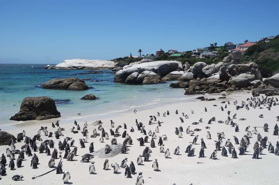 Cape Town: Full-Day Cape Peninsula Tour with Transfers - Cape of Good Hope Nature Reserve and Cape Point Lighthouse