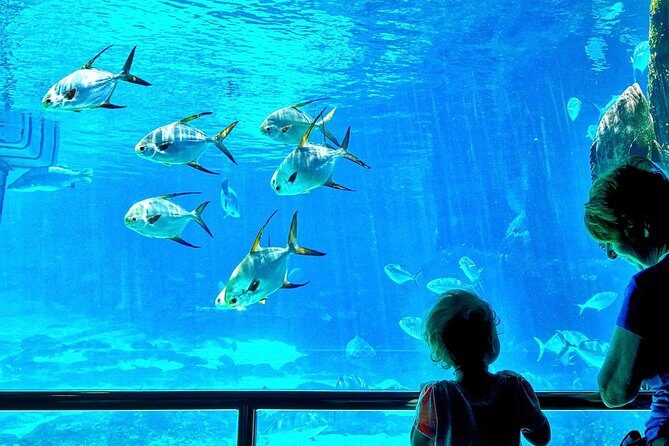 Cape Town Full Day Family Fun With Kids Private Tour - 9:00am pickup, air-conditioned ride, and a full 10-hour rhythm