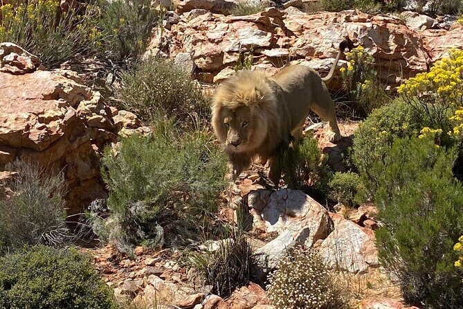 Cape Town Full Day Private Aquila Game Reserve Big 5 Safari - Key highlights that matter before you go