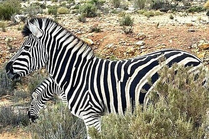 Cape Town Full Day Private Aquila Game Reserve Big 5 Safari - First step: the 6:00 am start from Cape Town