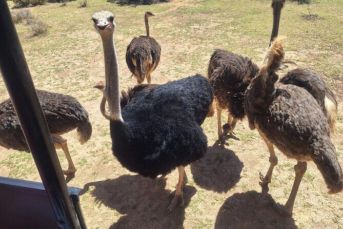 Cape Town Full Day Private Aquila Game Reserve Big 5 Safari - Breakfast and lunch at the reserve: more than a break