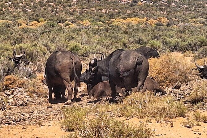 Cape Town Full Day Private Aquila Game Reserve Big 5 Safari - Timing, comfort, and practical logistics that affect your day