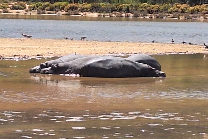 Cape Town Full Day Private Aquila Game Reserve Big 5 Safari - Who this safari day fits best